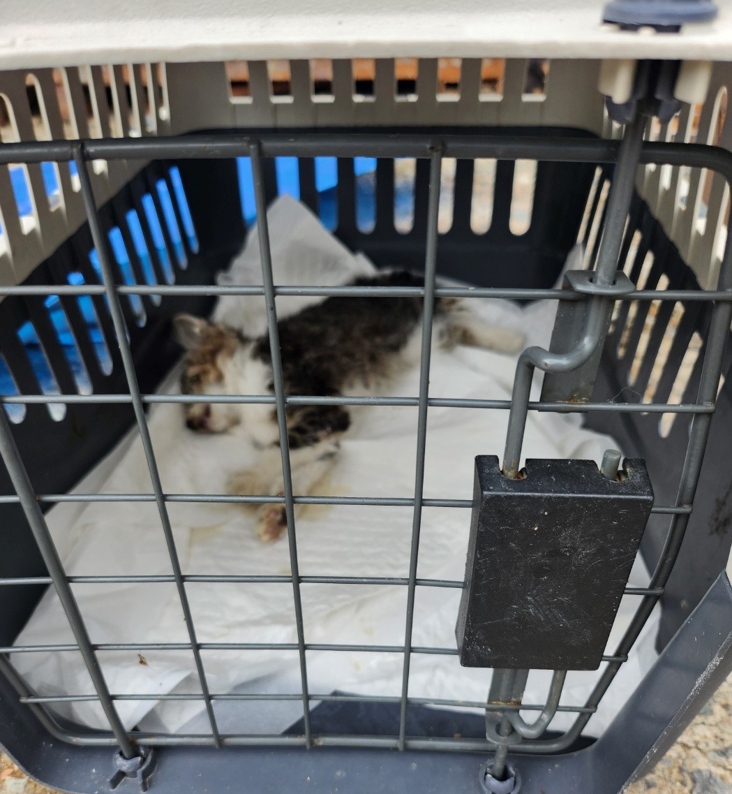 울산유기동물보호센터_431369202300416