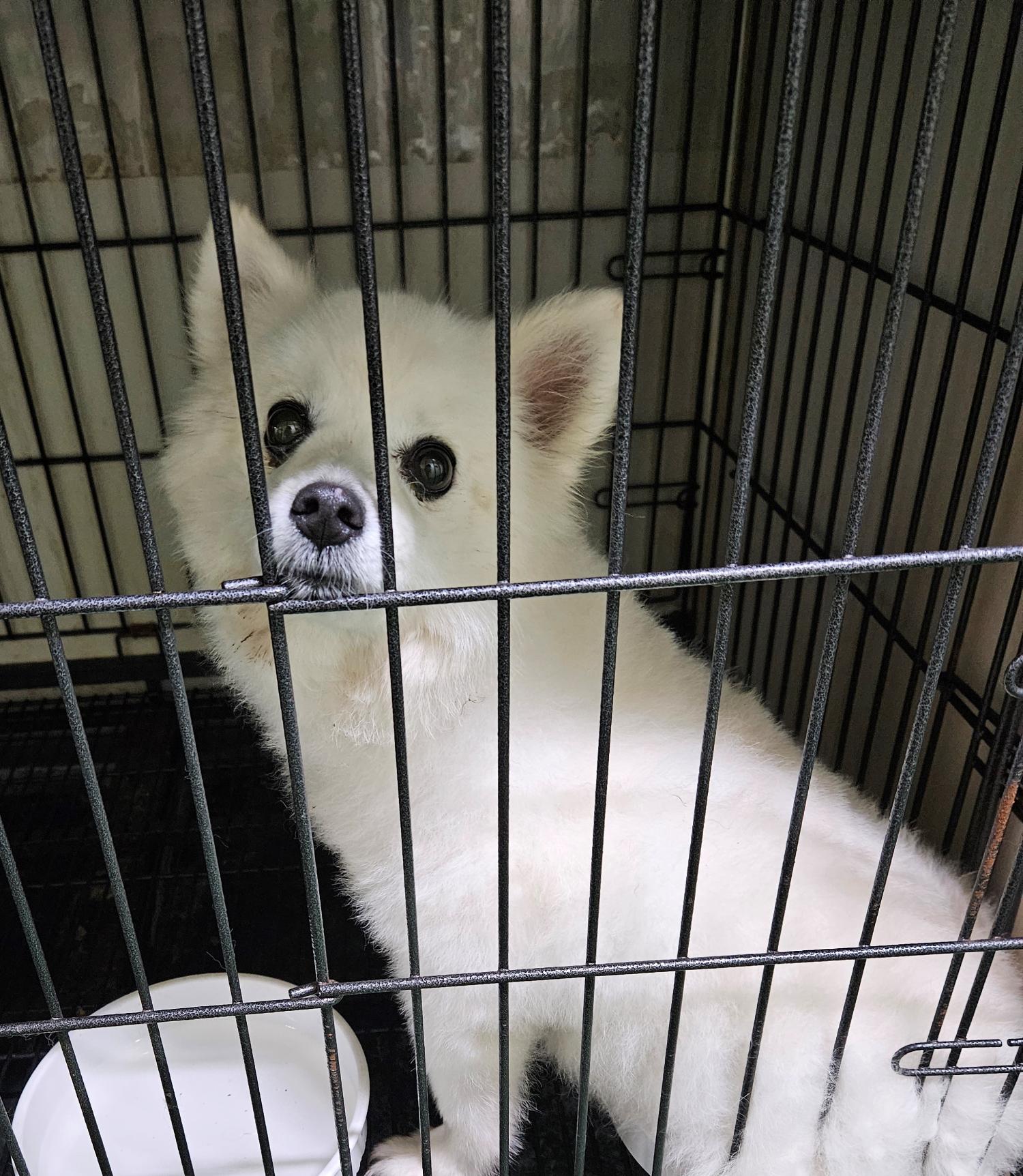 대구유기동물보호센터_427342202300373