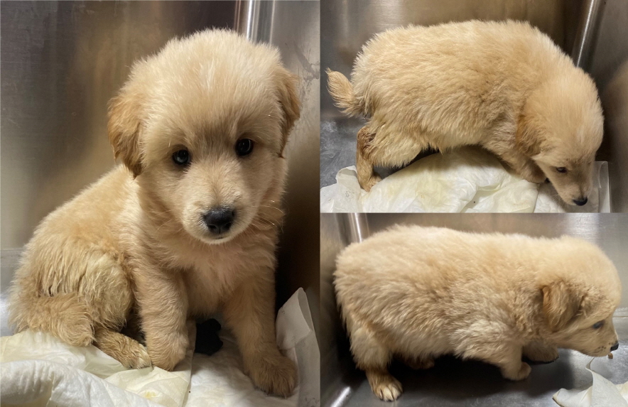 서산시 동물보호센터_444453202300510