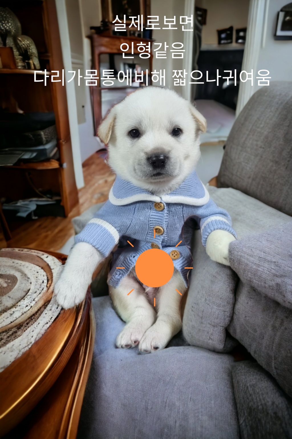 성주유기동물보호센터_447521202300196