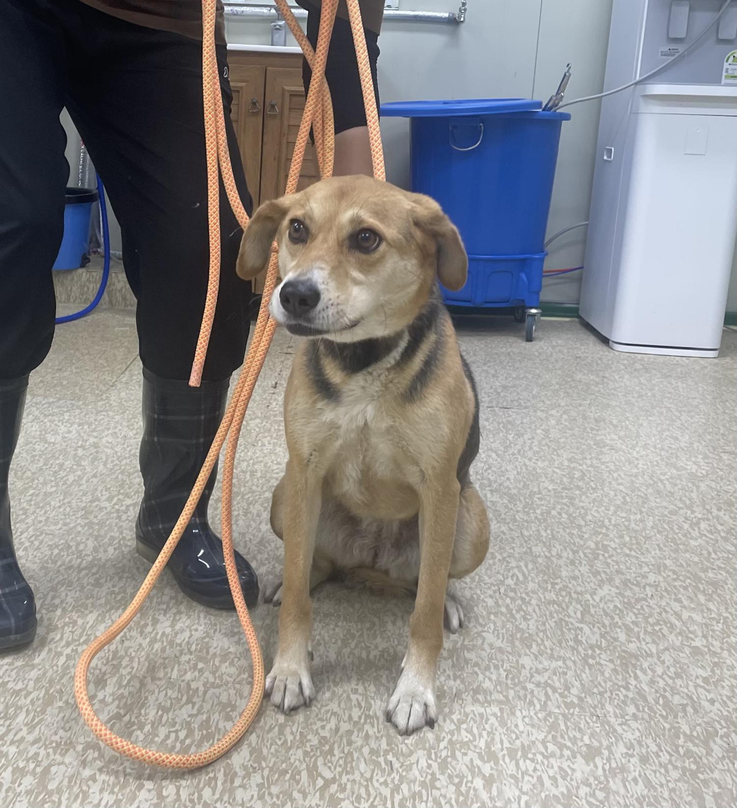 남양주시동물보호센터_441399202301492