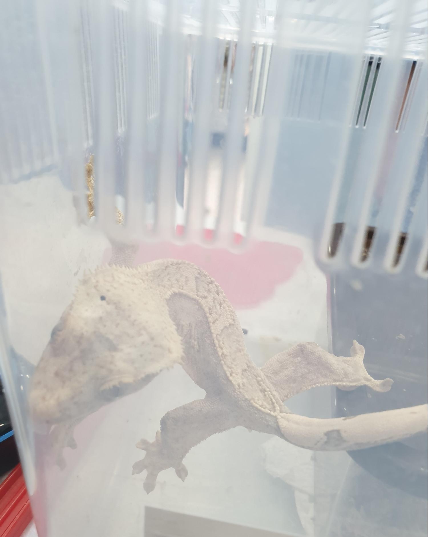 홍익동물병원_411313202300437