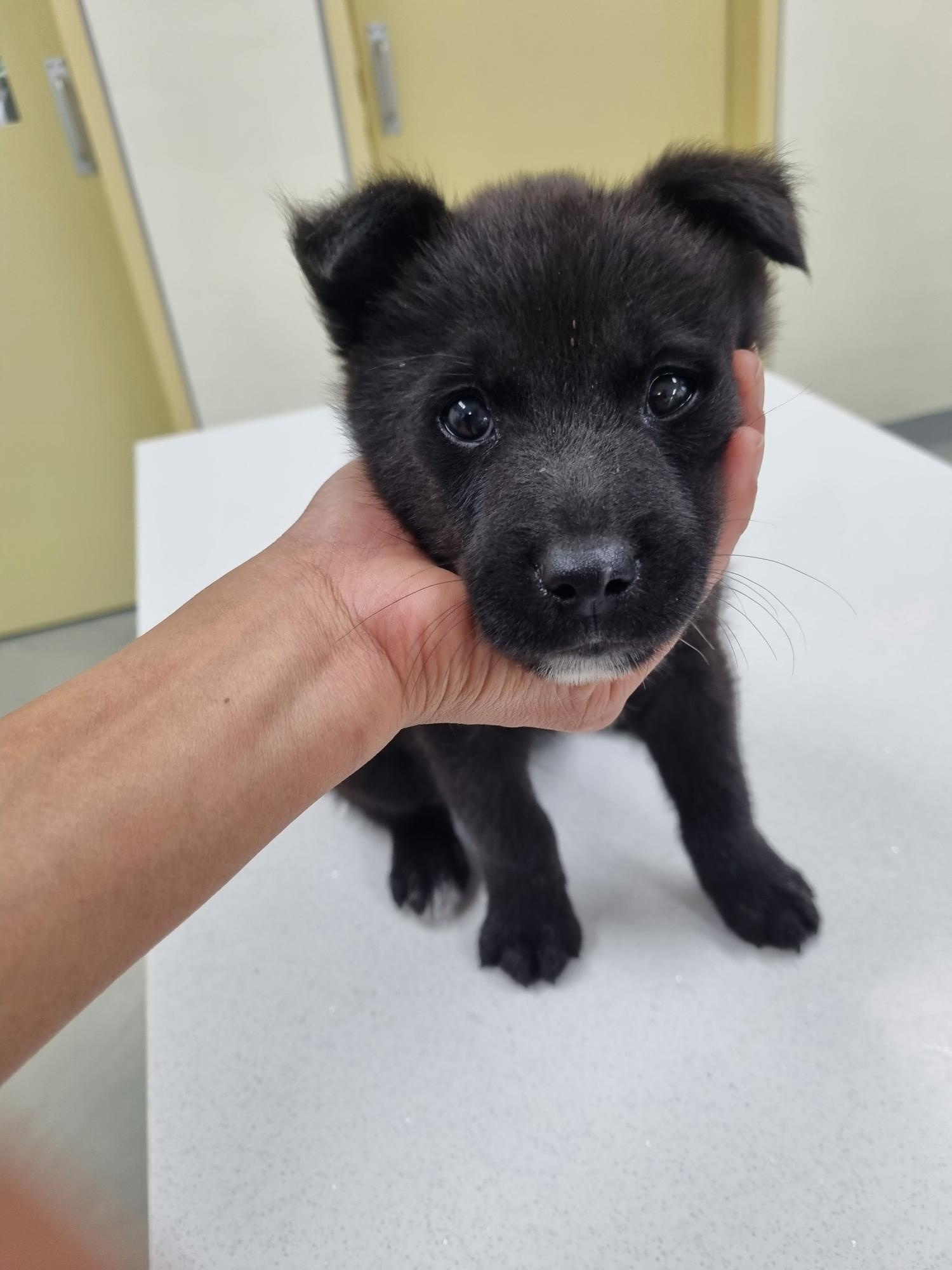 아산동물복지지원센터_444452202301322