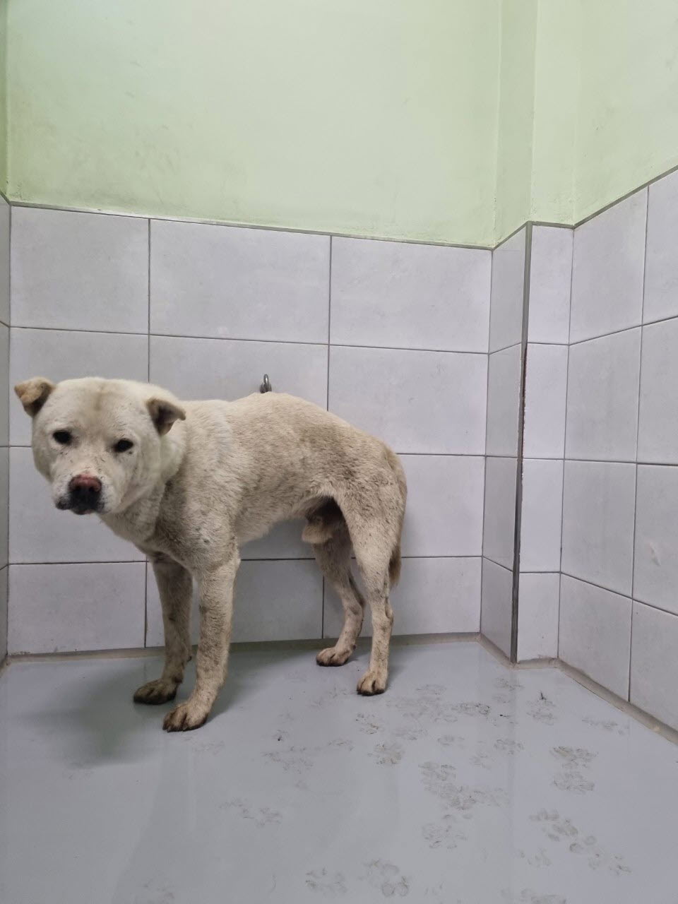 아산동물복지지원센터_444452202301320