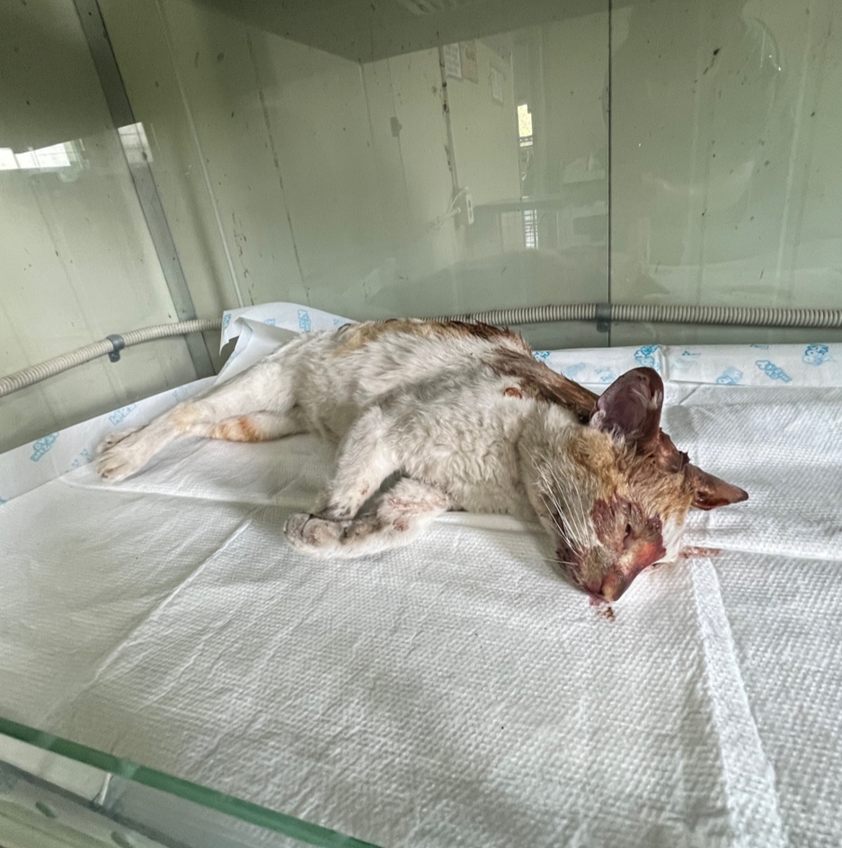 부산동물보호센터_426332202300248