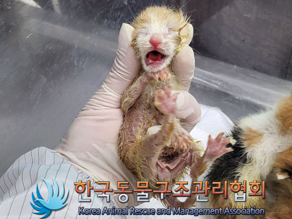 한국동물구조관리협회_411317202300161