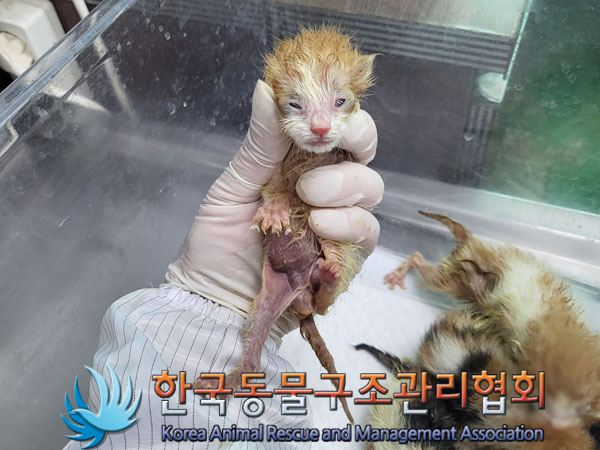 한국동물구조관리협회_411317202300160