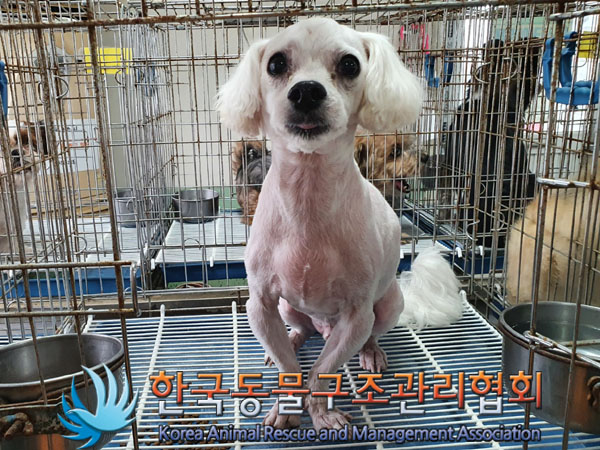 한국동물구조관리협회_441409202300927