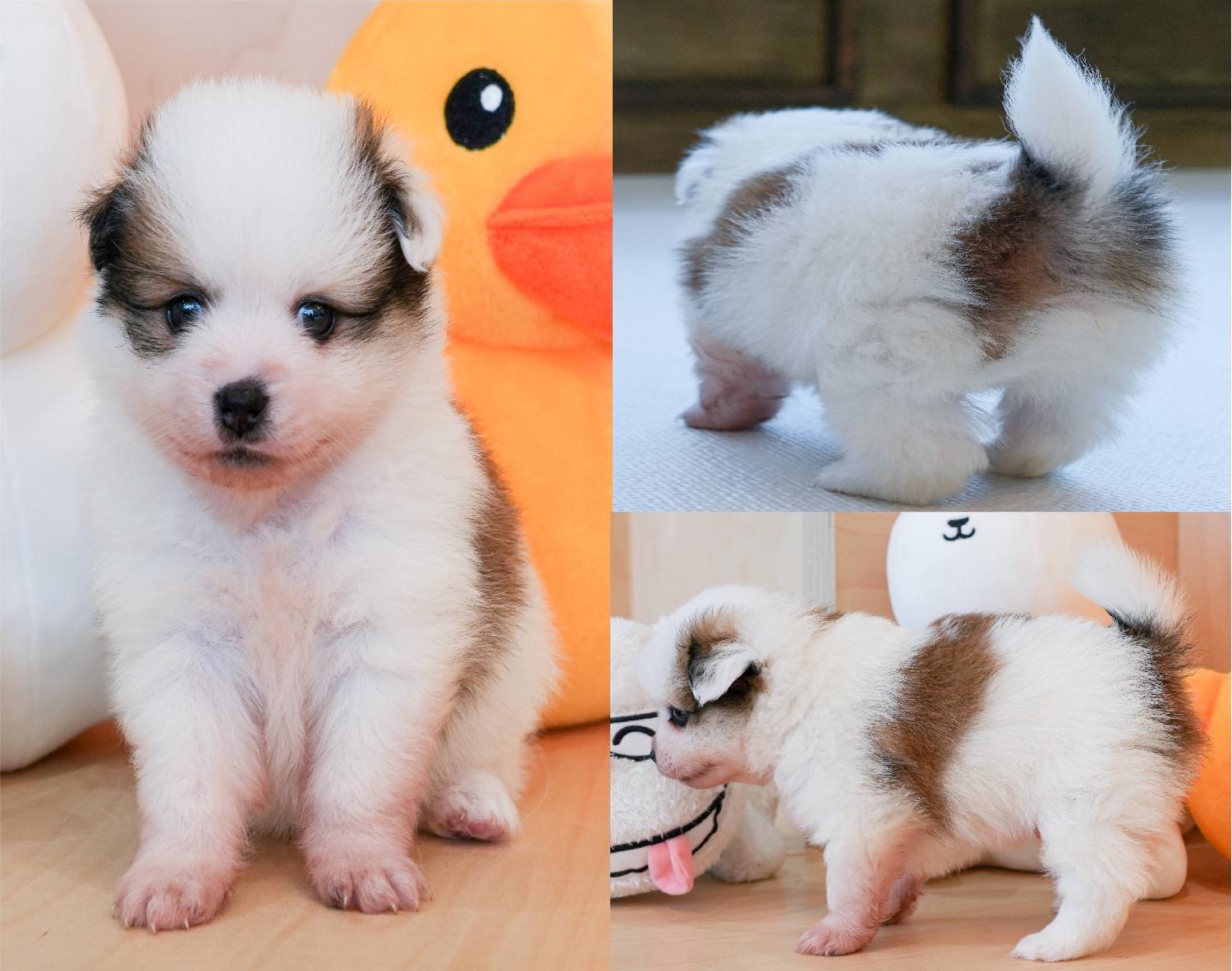 서산시 동물보호센터_444453202300512