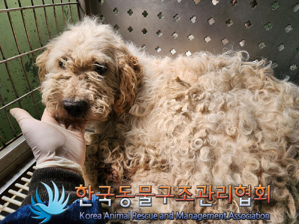 한국동물구조관리협회_441560202300764