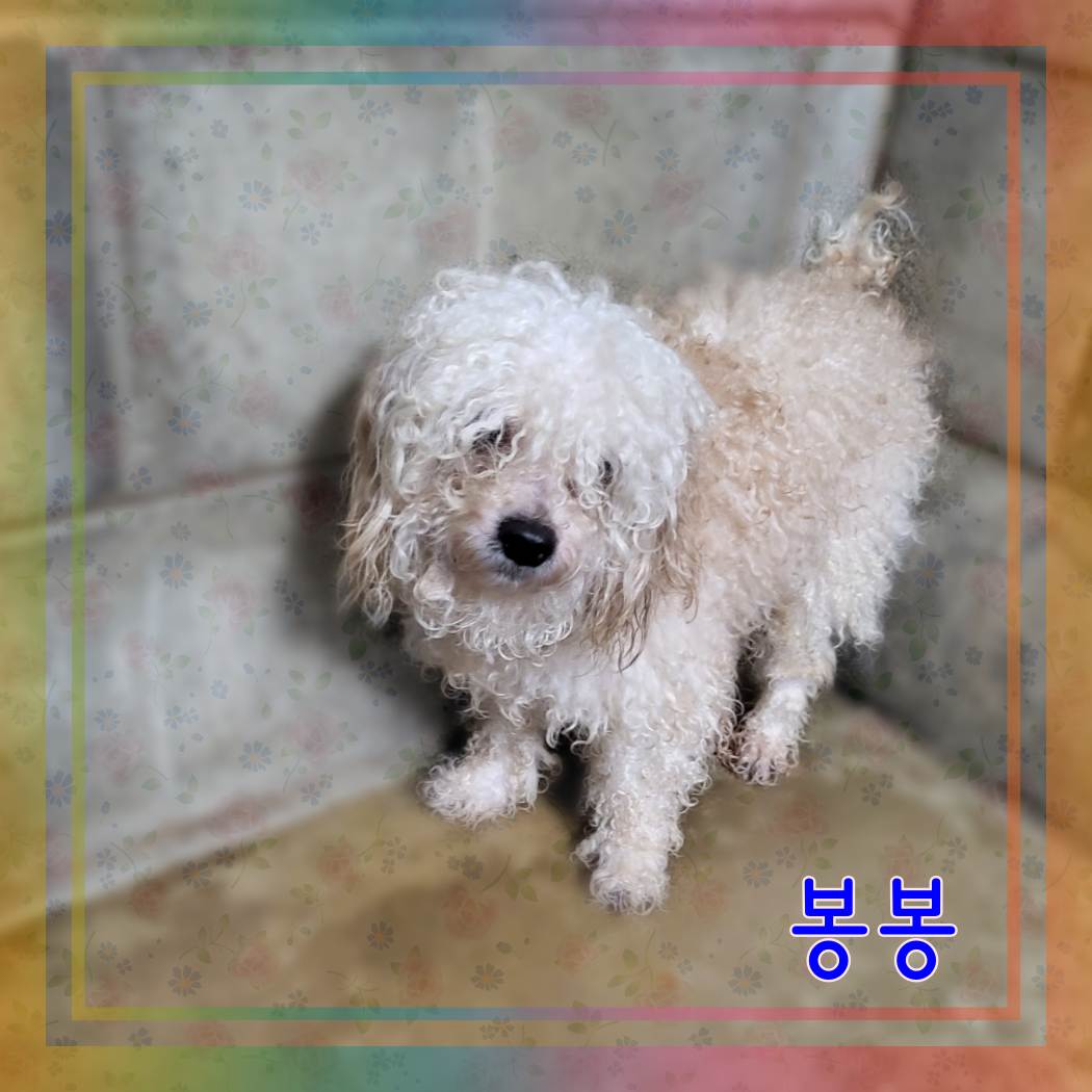 군산유기동물보호센터_445467202301024