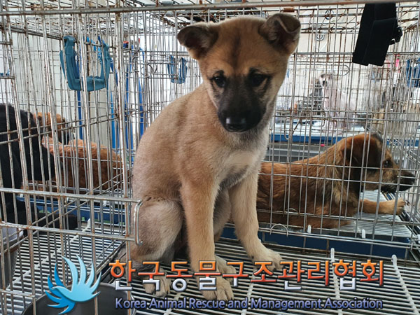 한국동물구조관리협회_441560202300761