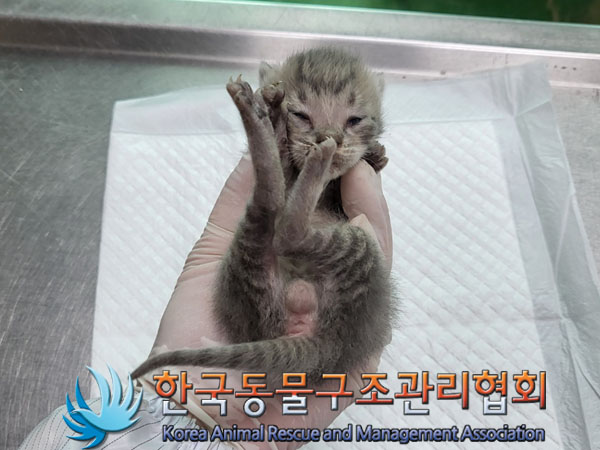 한국동물구조관리협회_411300202300220
