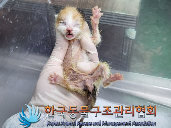 한국동물구조관리협회_411317202300163