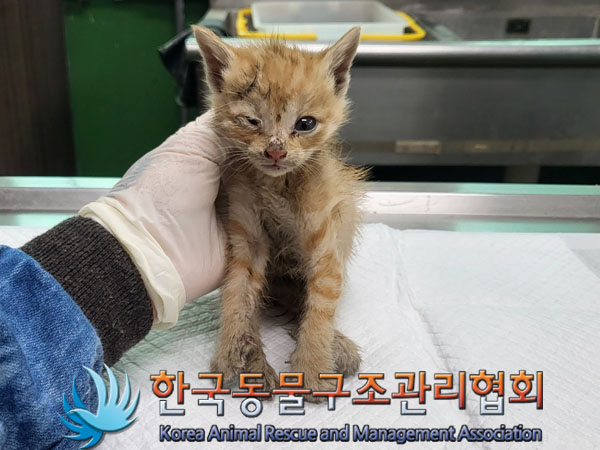 한국동물구조관리협회_441559202300425