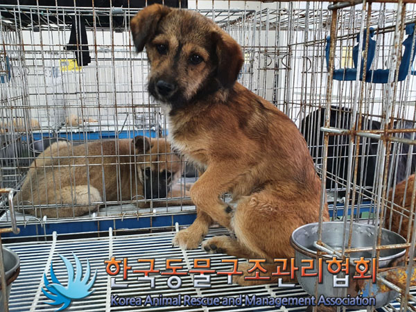 한국동물구조관리협회_441560202300757