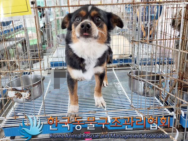 한국동물구조관리협회_441392202300118