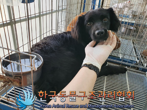 한국동물구조관리협회_441560202300760
