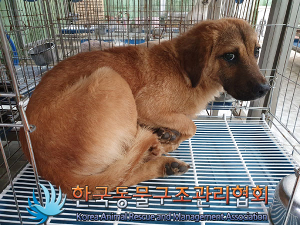 한국동물구조관리협회_441560202300755