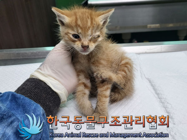 한국동물구조관리협회_441559202300423