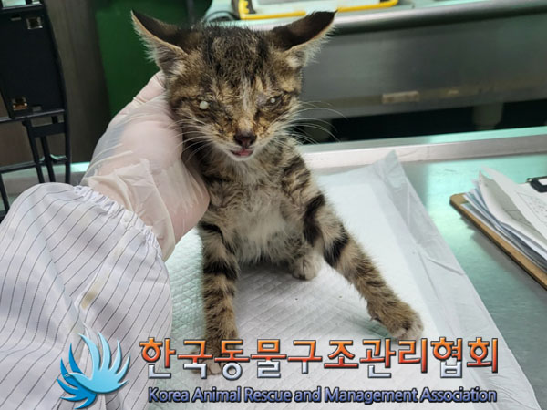 한국동물구조관리협회_441414202300391
