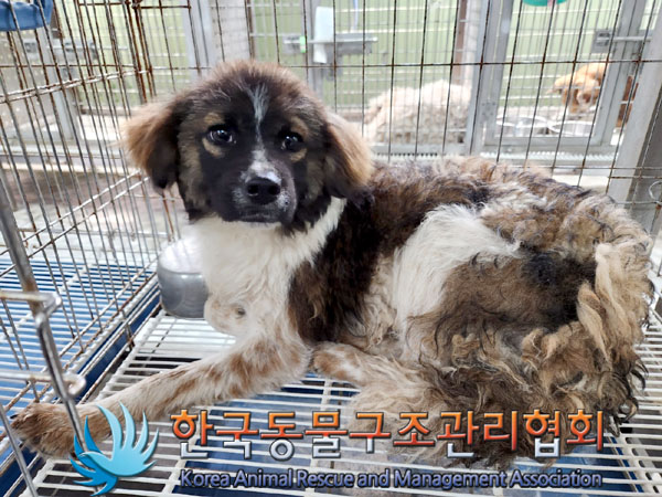 한국동물구조관리협회_441560202300765