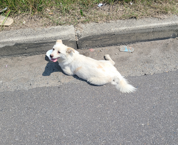 군산유기동물보호센터_445467202301026