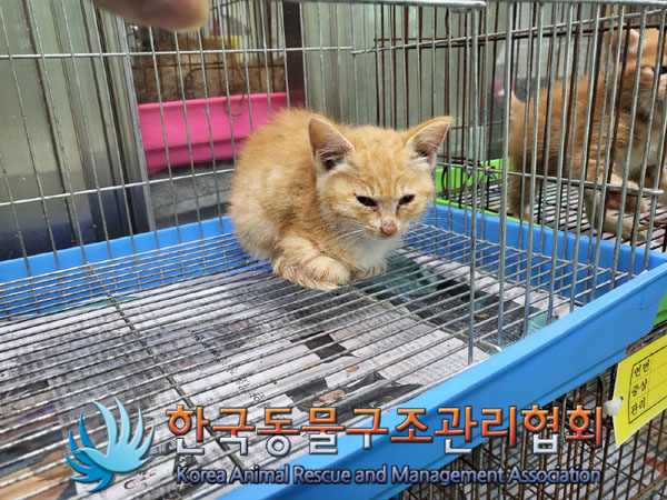 한국동물구조관리협회_441560202300767