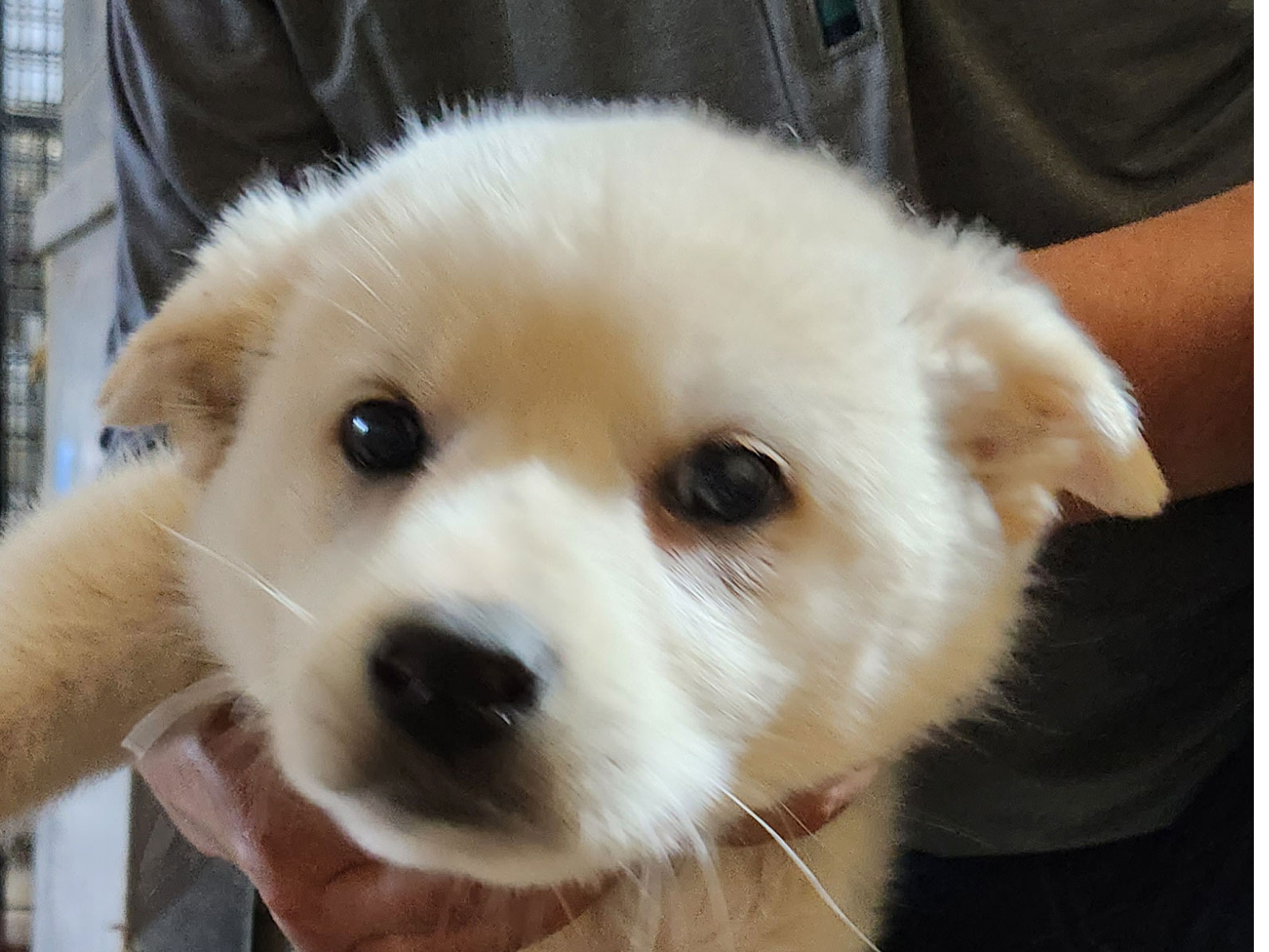상주시 동물보호센터_447511202300580
