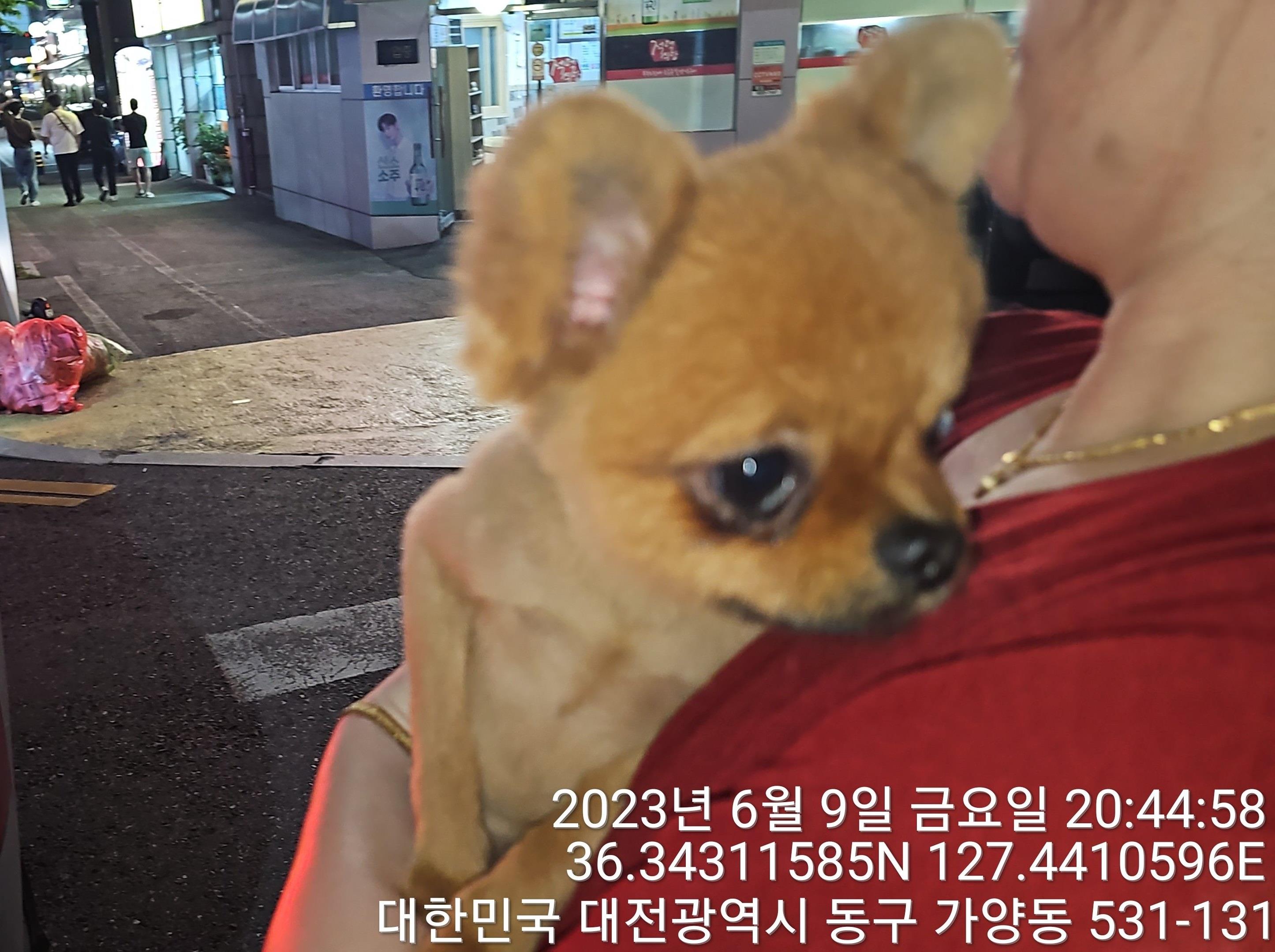 대전동물보호센터_430364202300189
