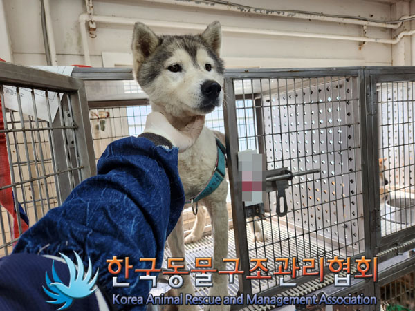 한국동물구조관리협회_441560202300756