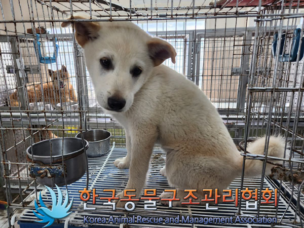 한국동물구조관리협회_441560202300762