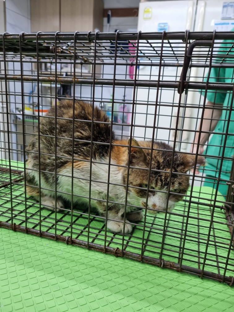 신공항동물병원_428349202300520