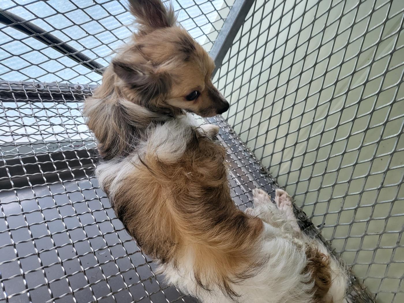 (사)하얀비둘기_426334202300408