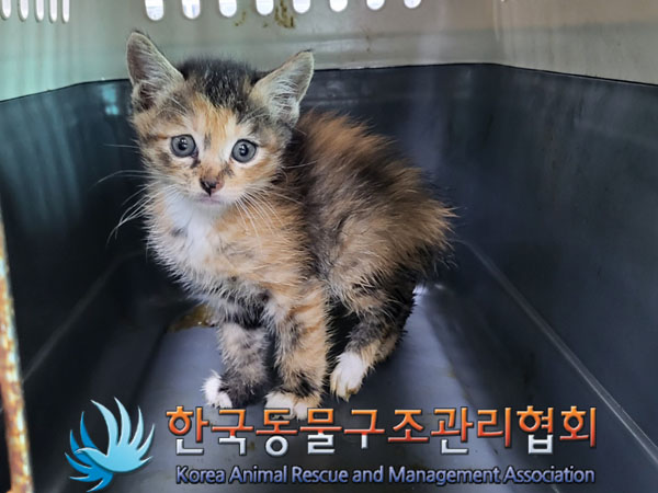 한국동물구조관리협회_411307202300211