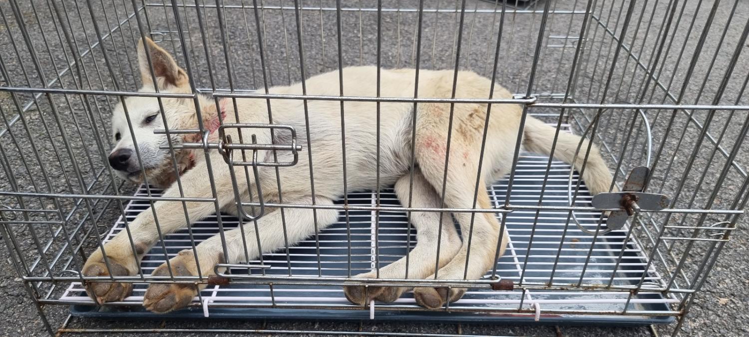 고양시동물보호센터_441394202301288