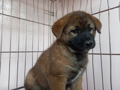 유기동물및관리협회_448535202300754