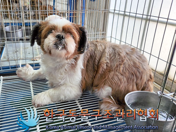 한국동물구조관리협회_441382202300406