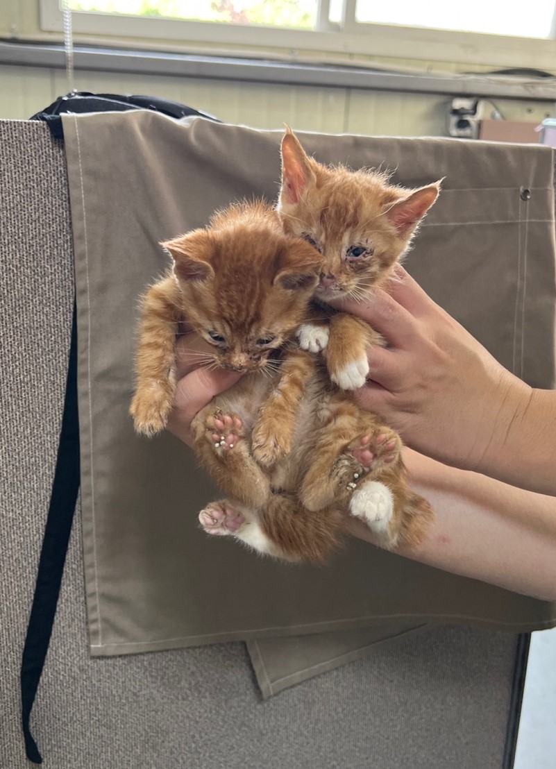 부산동물보호센터_426325202300164