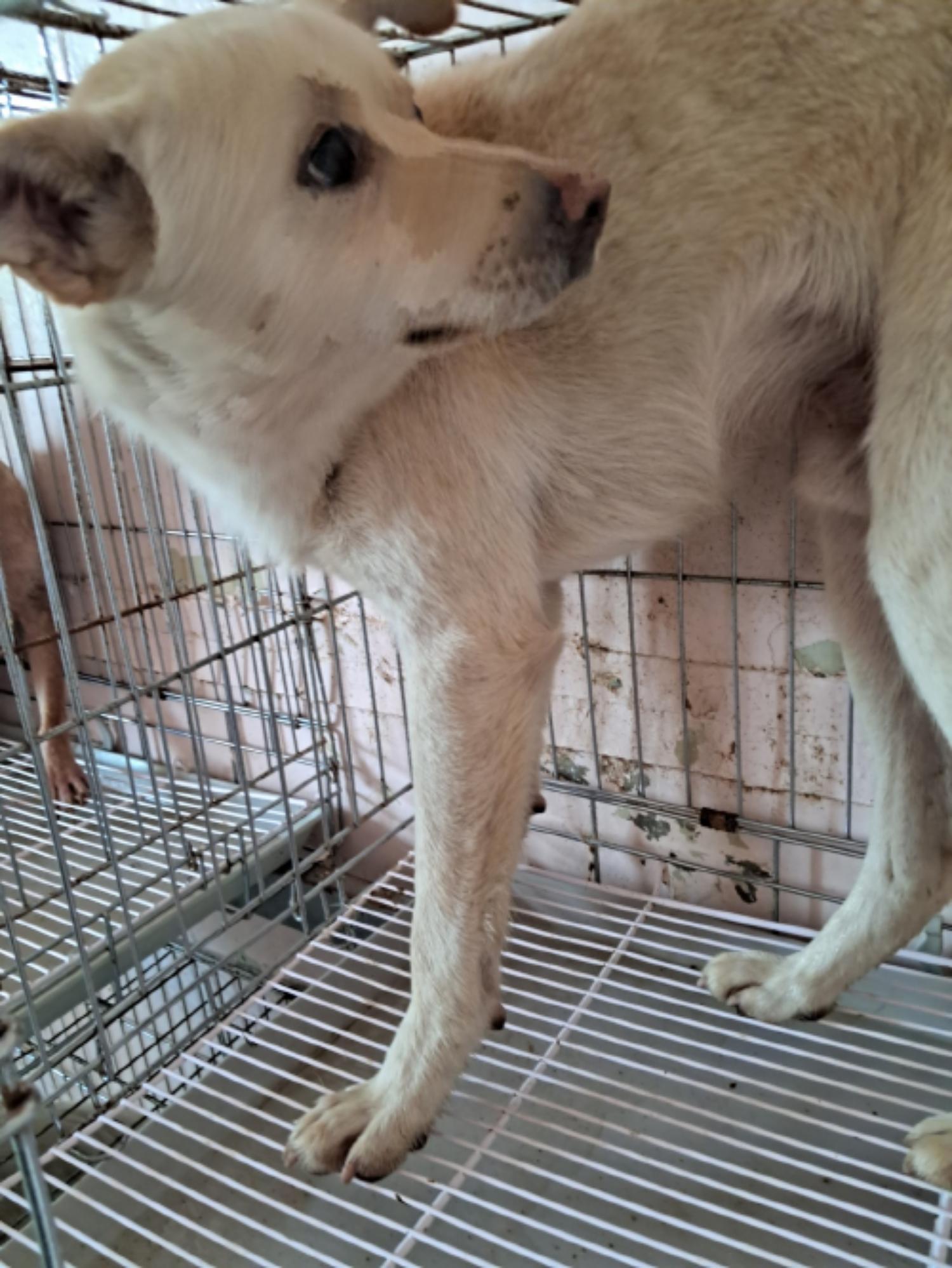 유기동물및관리협회_448535202300759