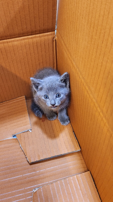 익산유기동물보호소_445468202301264