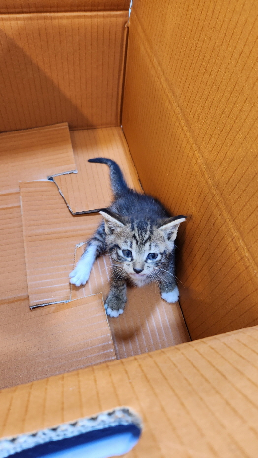 익산유기동물보호소_445468202301266