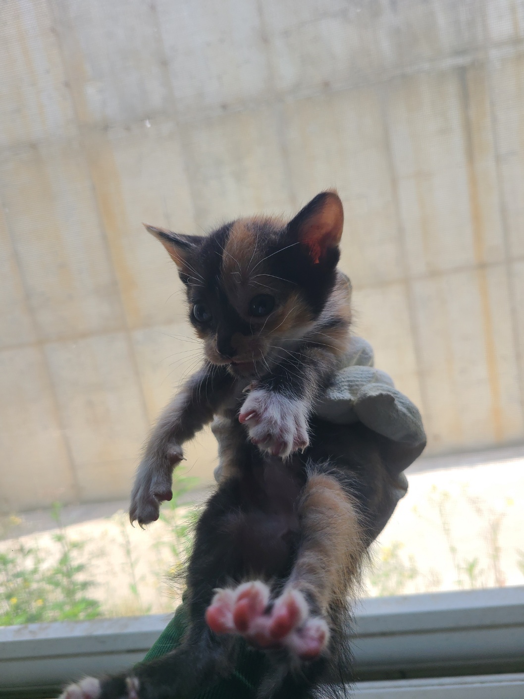 거창유기동물보호센터_448547202300687