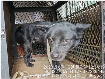 대전동물보호센터_430366202300332