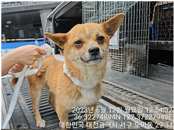 대전동물보호센터_430366202300331