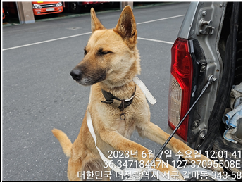 대전동물보호센터_430366202300327