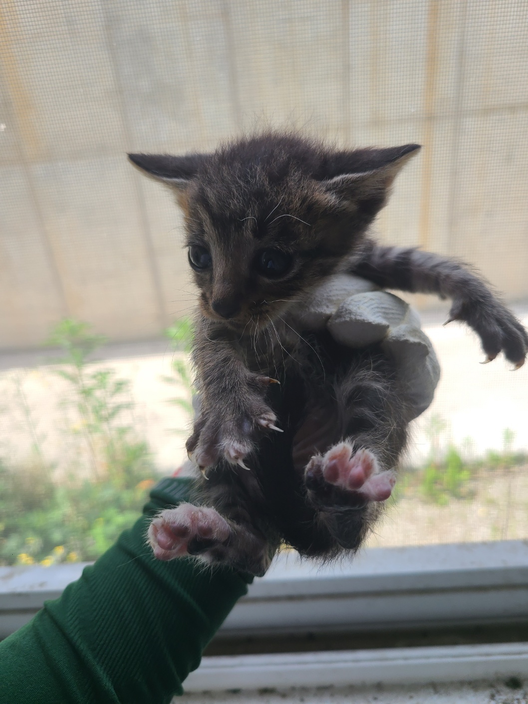 거창유기동물보호센터_448547202300688