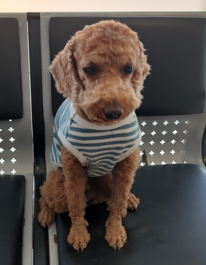 하나동물병원_445470202300496