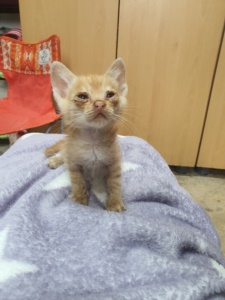 제주 동물보호센터_450650202301939