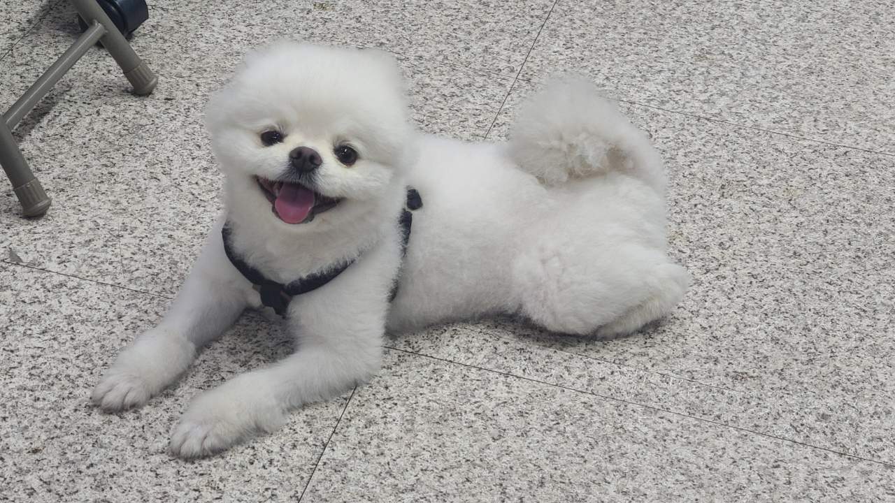 고흥군임시보호센터_446488202300150